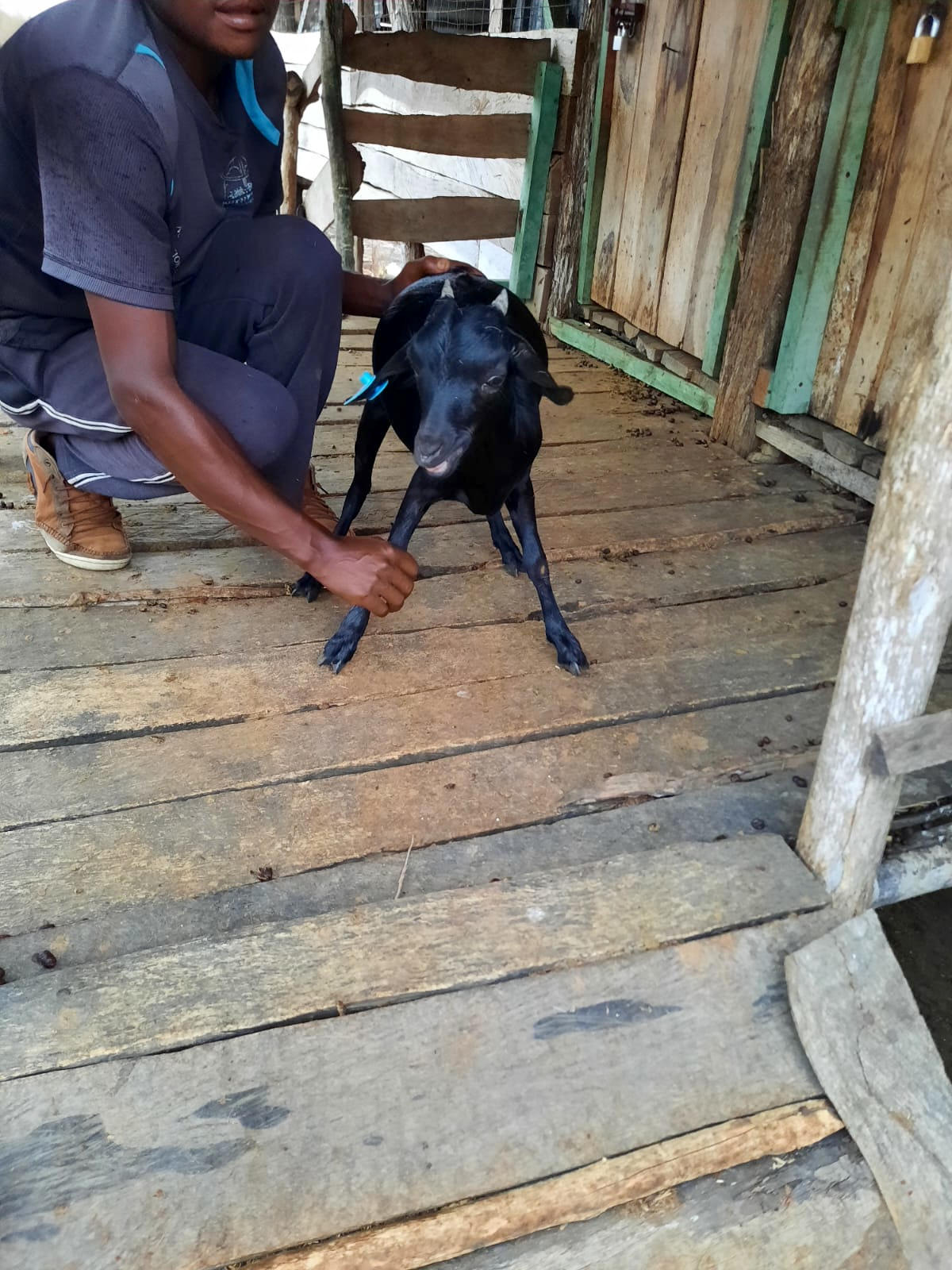 Black goat being held for tagging with blue ear tag visible