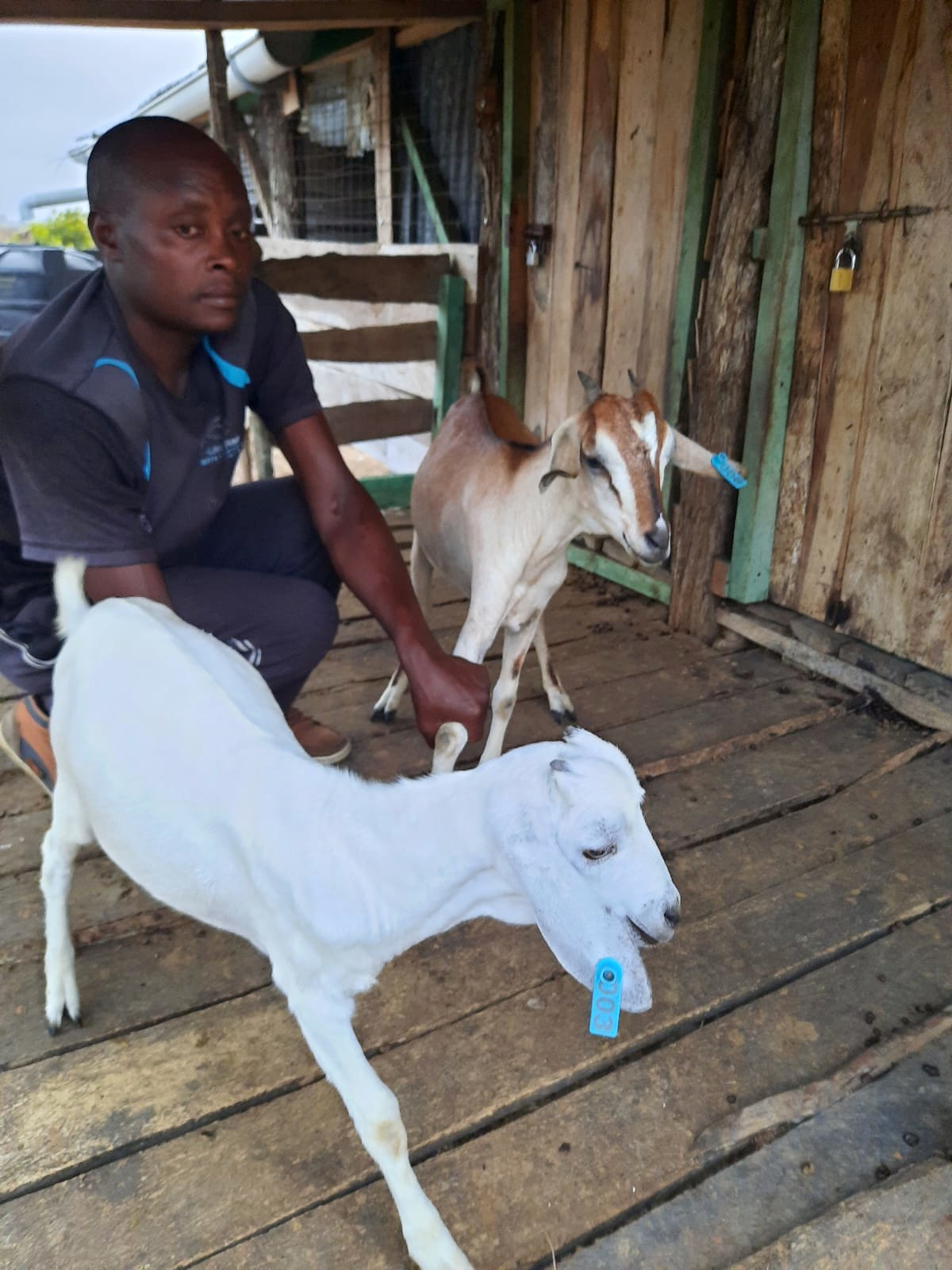 White and brown goats with blue ear tags on the shelter deck