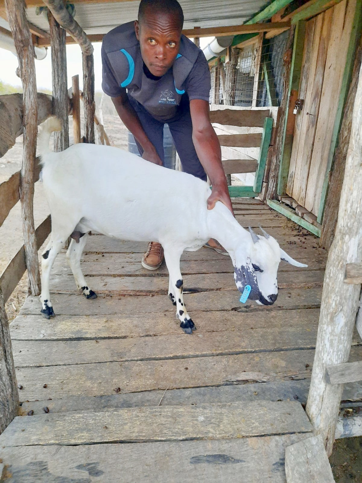 White goat with black markings showing blue ear tag