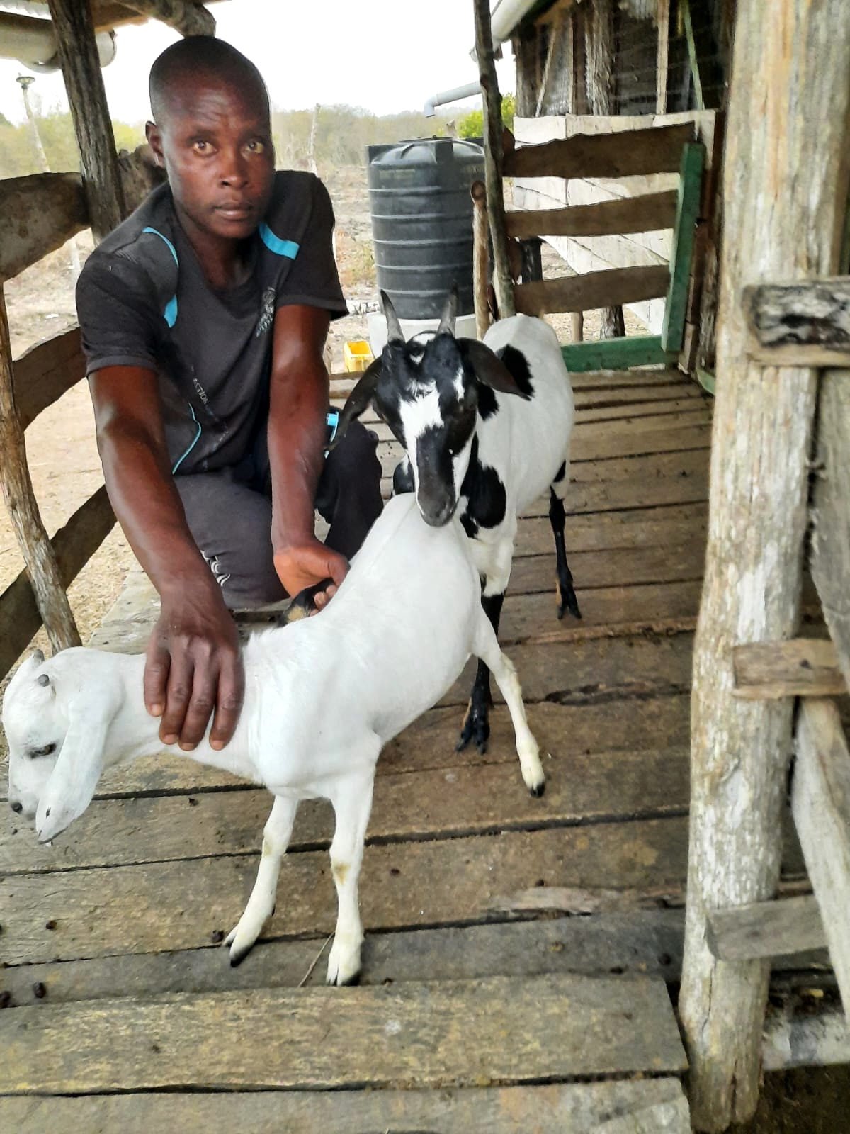 Goats being handled during the tagging process