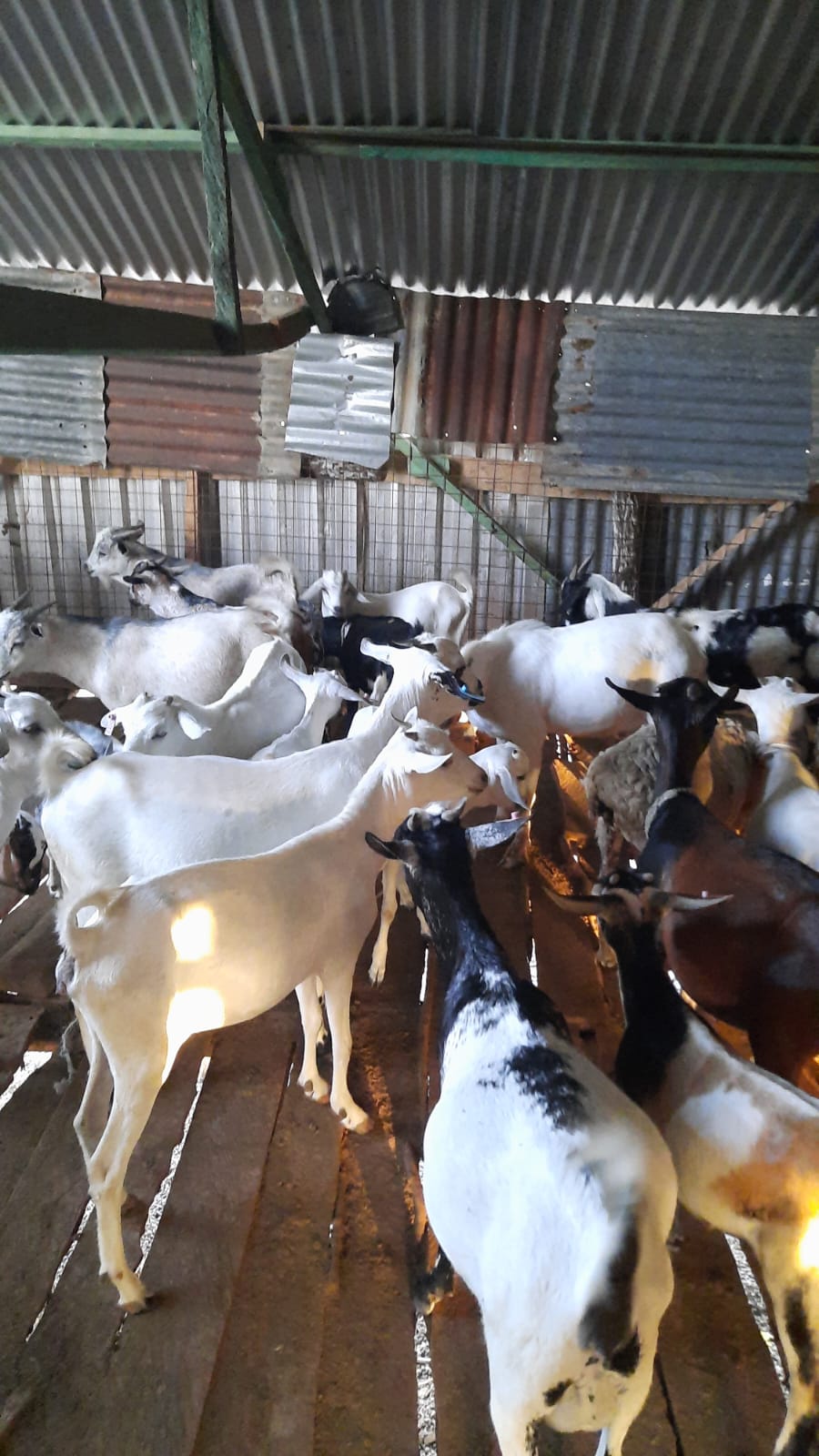 Goats inside a corrugated iron shelter where they were sourced locally