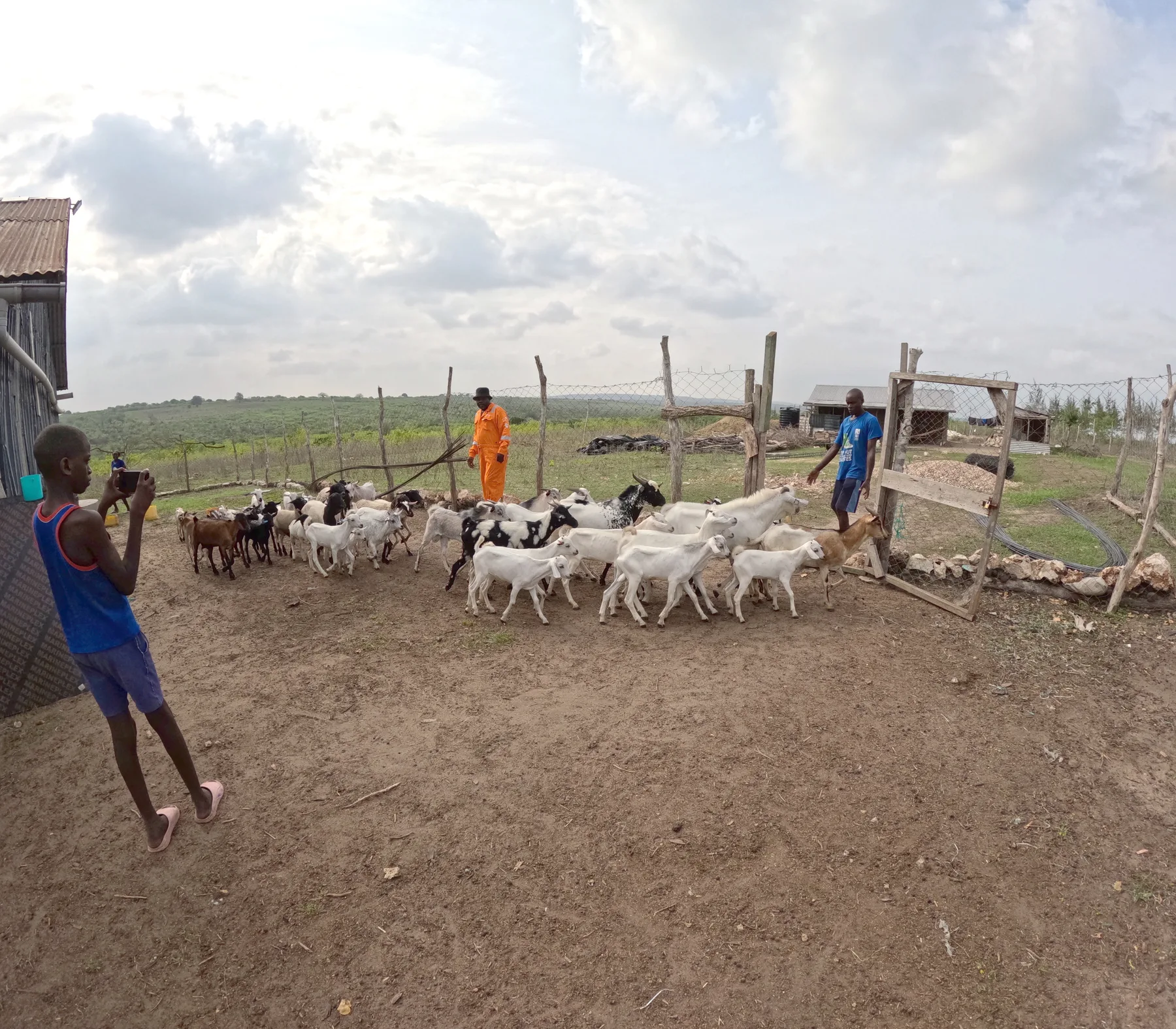 Farm worker holding a goat during a routine health check
