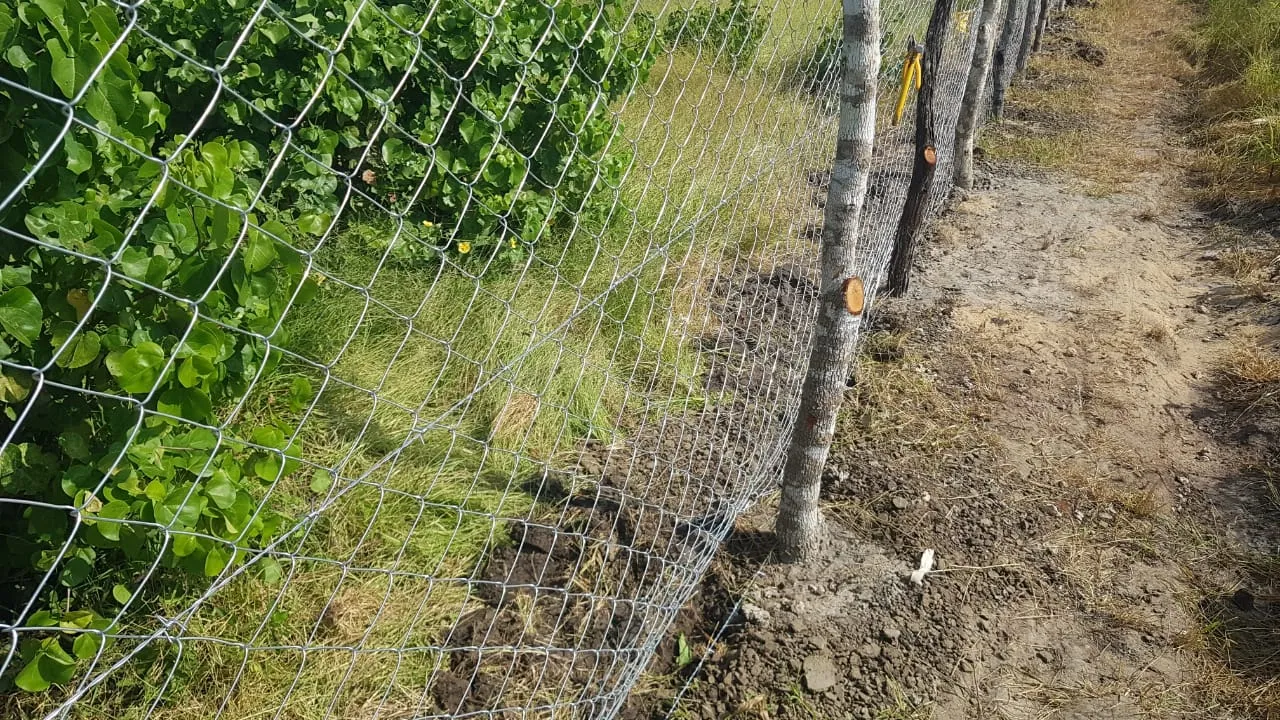 Close view of chain-link fixed along the ground and vegetation