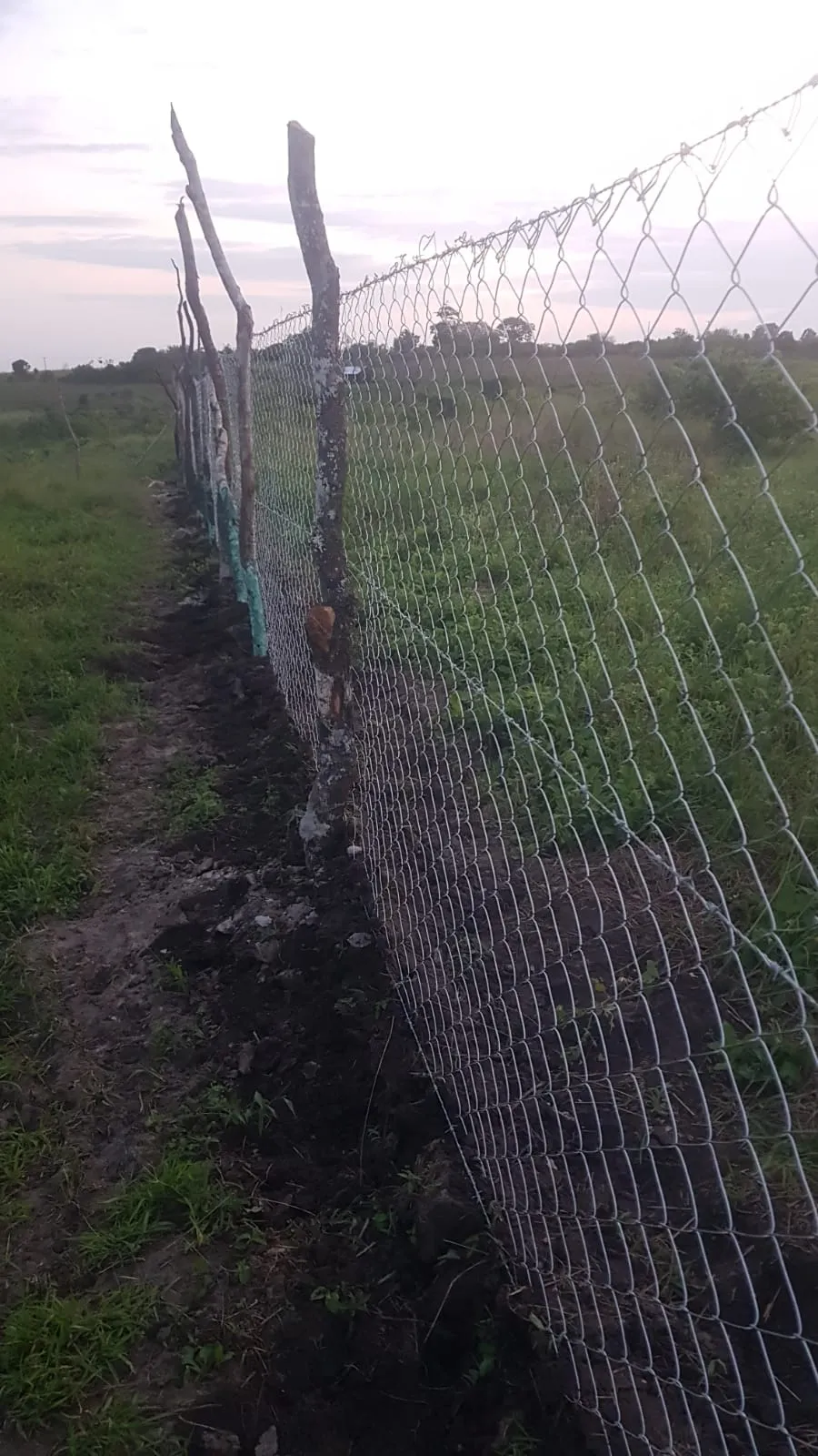 A long upright section of newly installed chain-link boundary