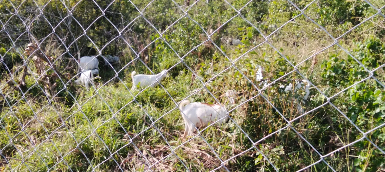 Goats browsing in vegetation behind the new chain-link boundary