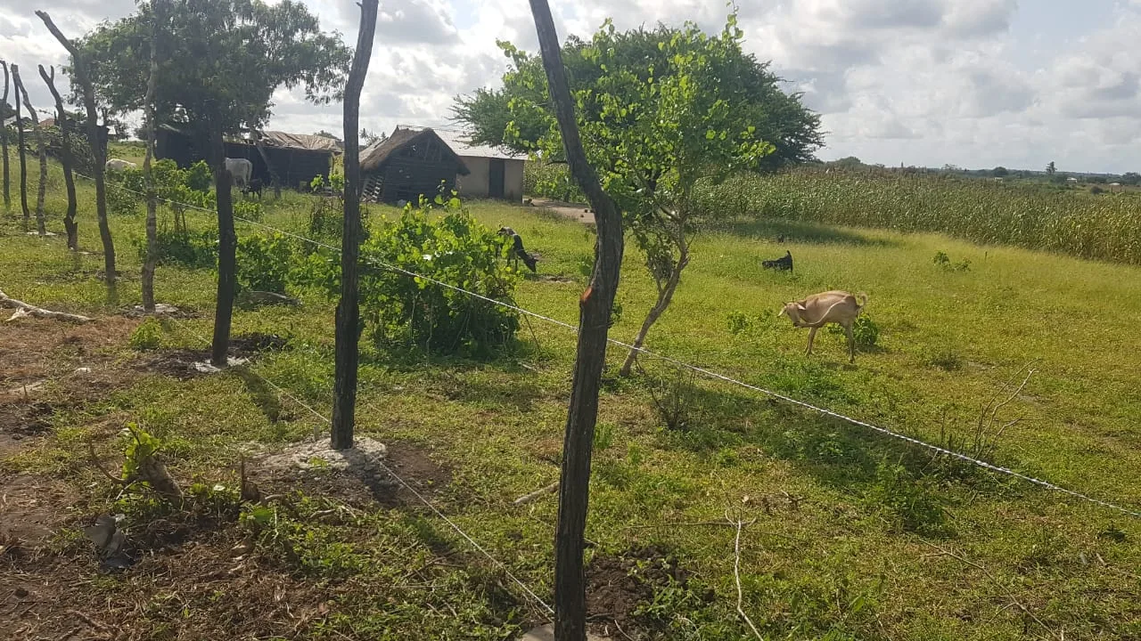 Newly installed chain-link fence at the grazing ground