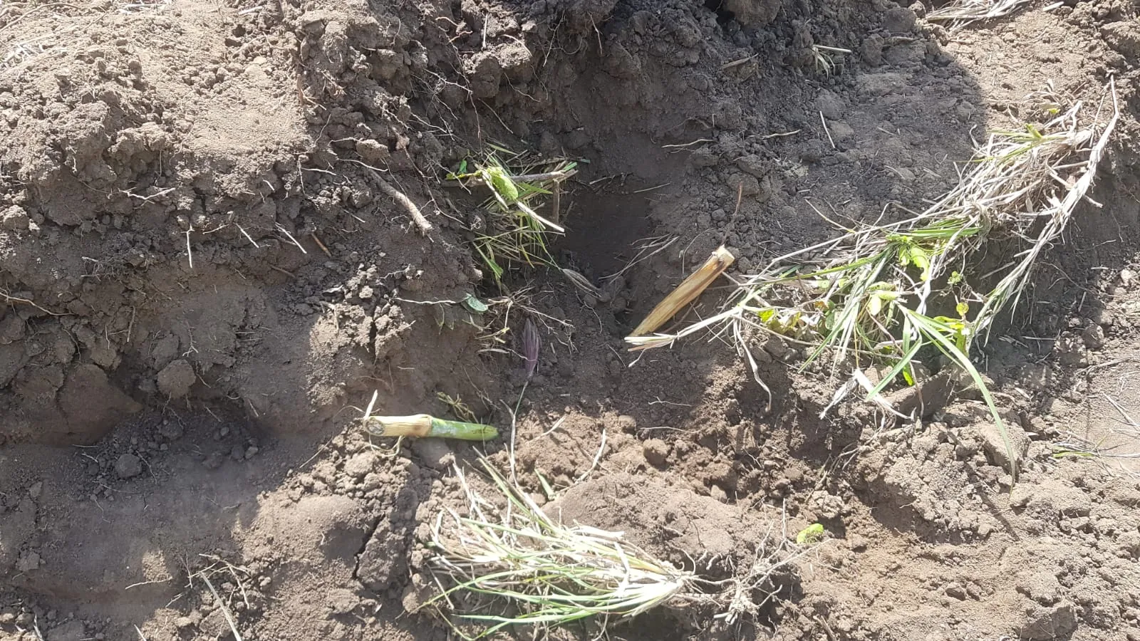 Fodder cuttings laid into freshly opened soil