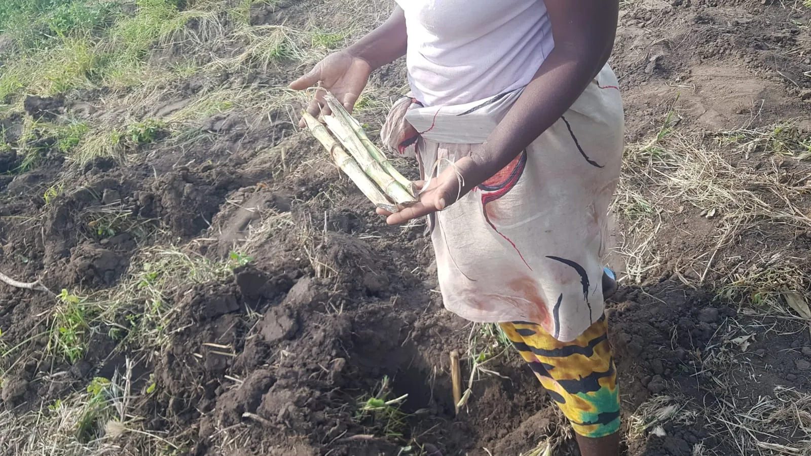 A worker holding fodder cuttings above prepared soil