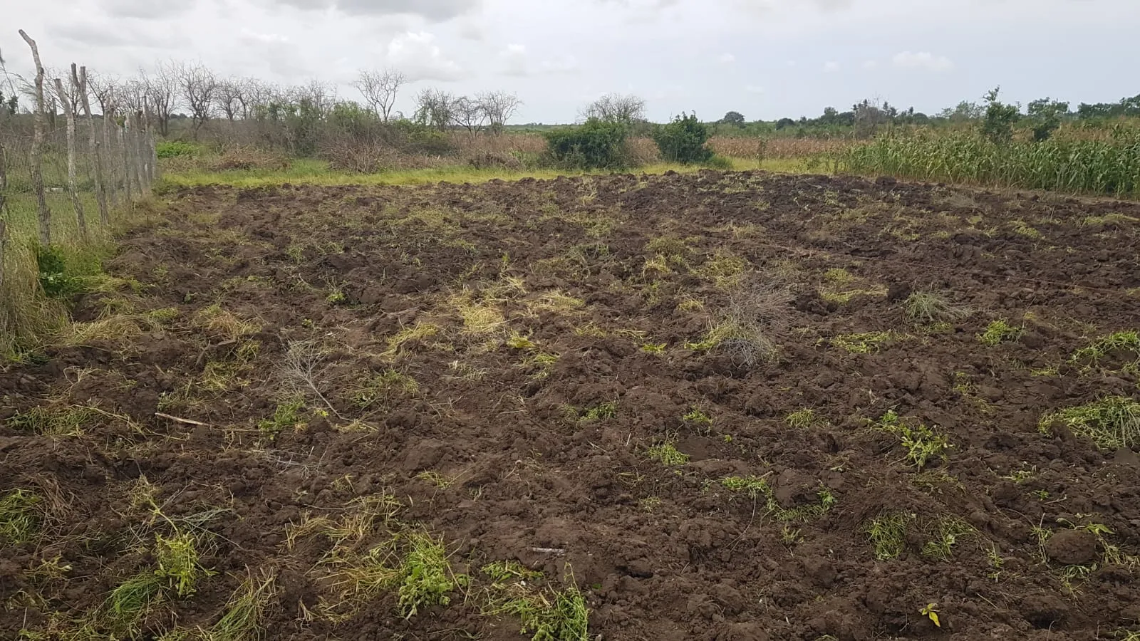 A broad area of freshly worked ground prepared for fodder