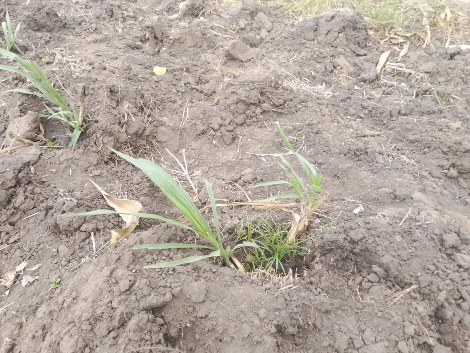 Young green fodder shoots growing from worked soil