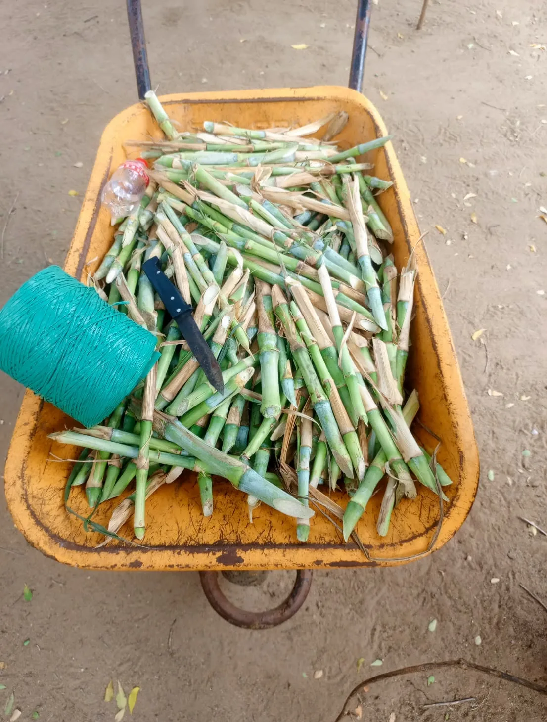 Fresh fodder cuttings carried in a wheelbarrow