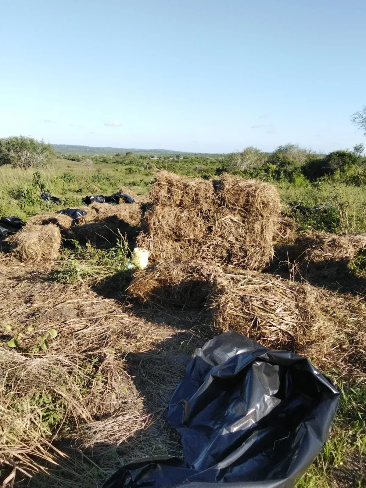 Grass drying in rows at the farm