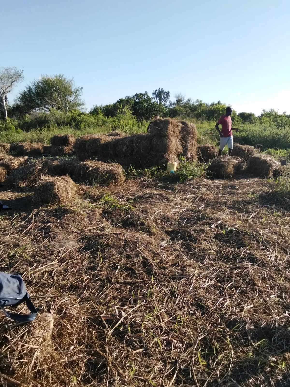 Cut grass spread out to dry for hay