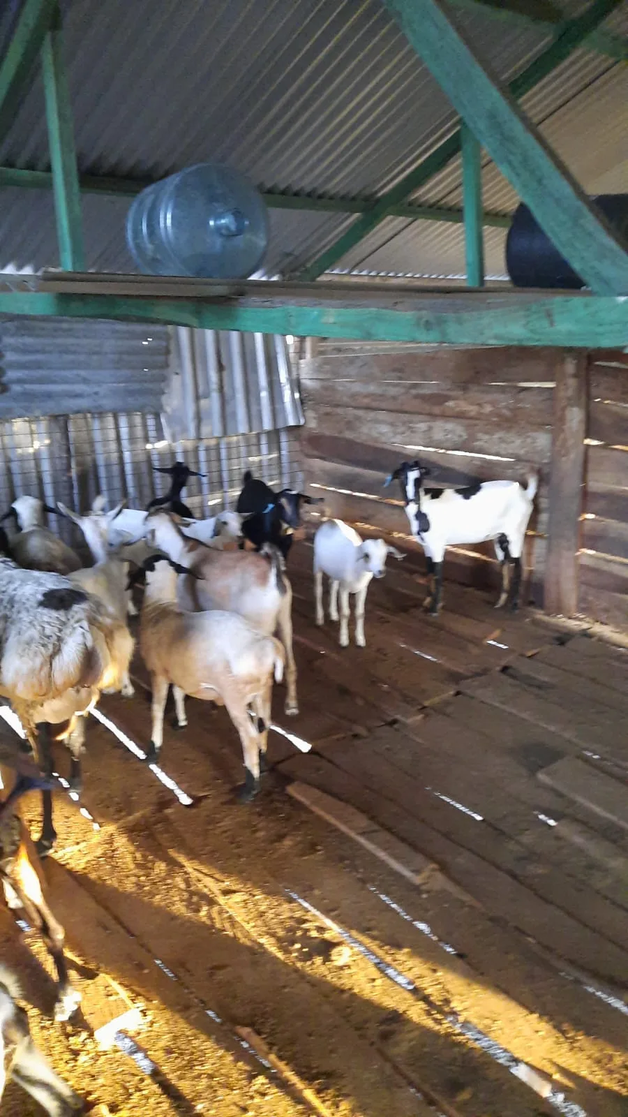 Two goats from our founding herd inside the temporary shelter