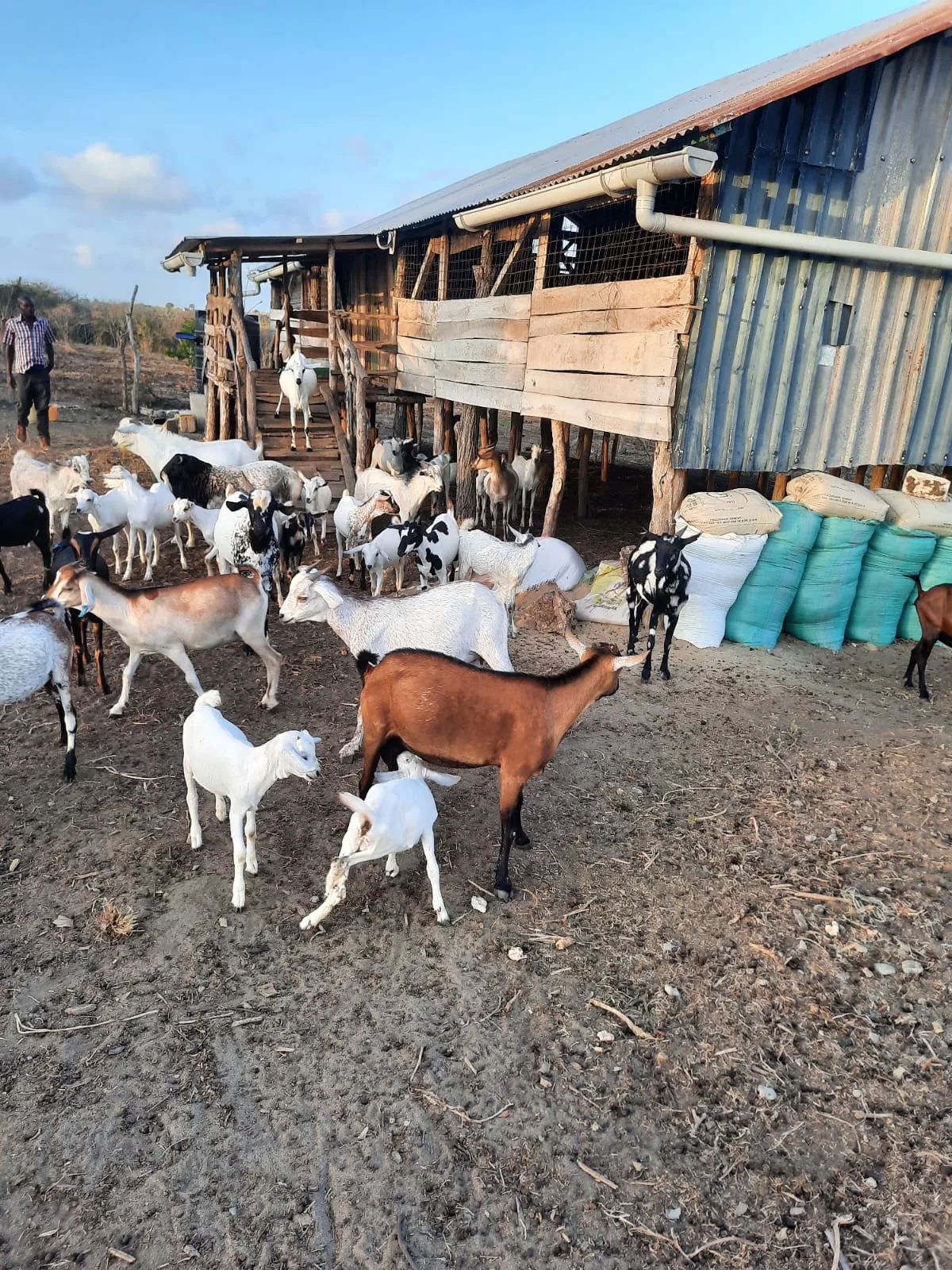 Goats gathered around the shelter that hosted our founding herd