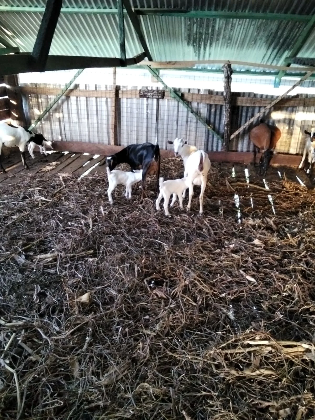 A group of goats standing beside the goat house