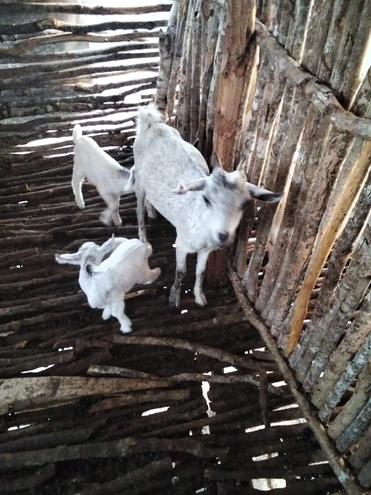 Young kids standing beside a doe inside the timber goat house