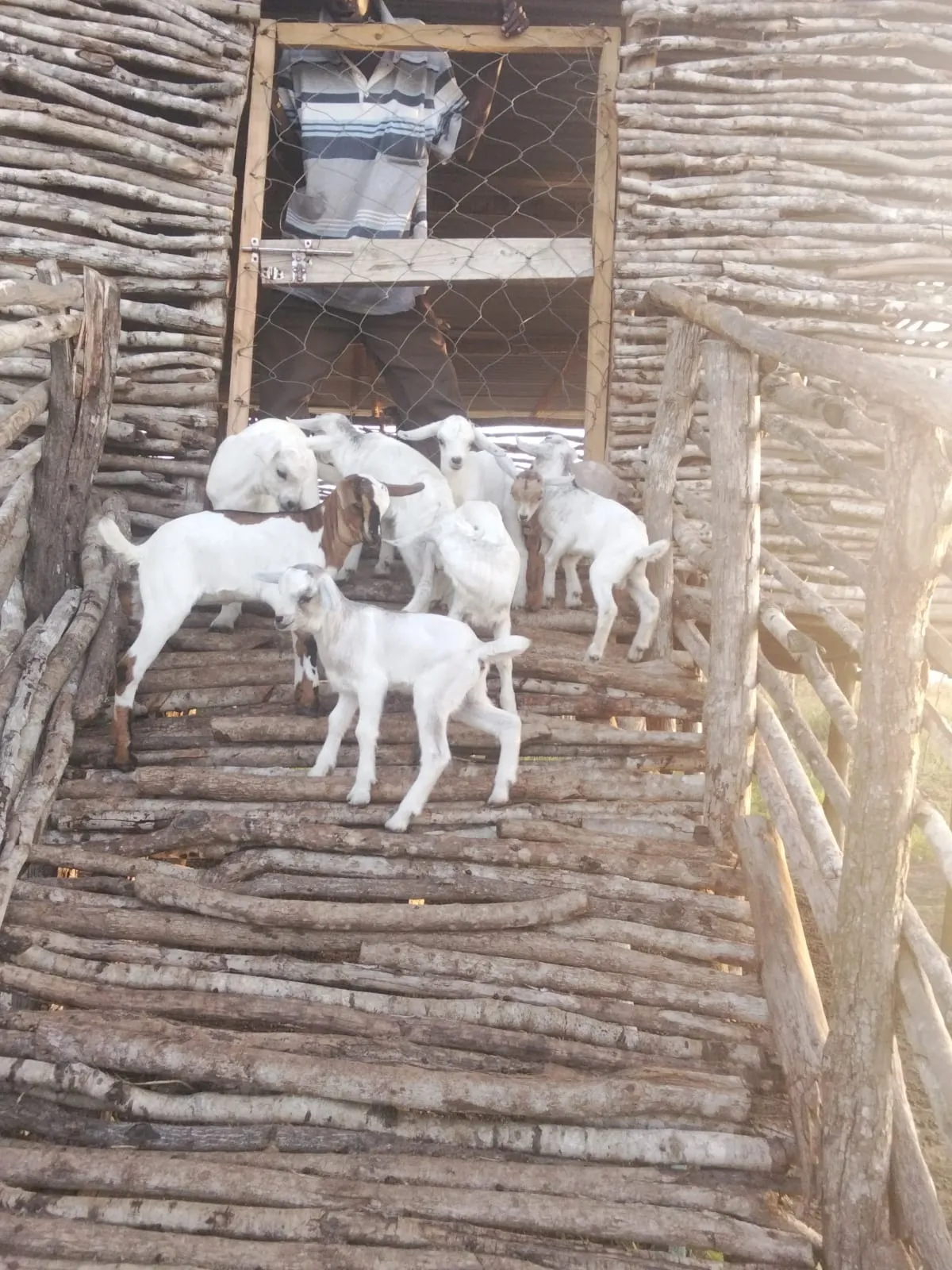 A small group of young goats gathered at the goat-house doorway