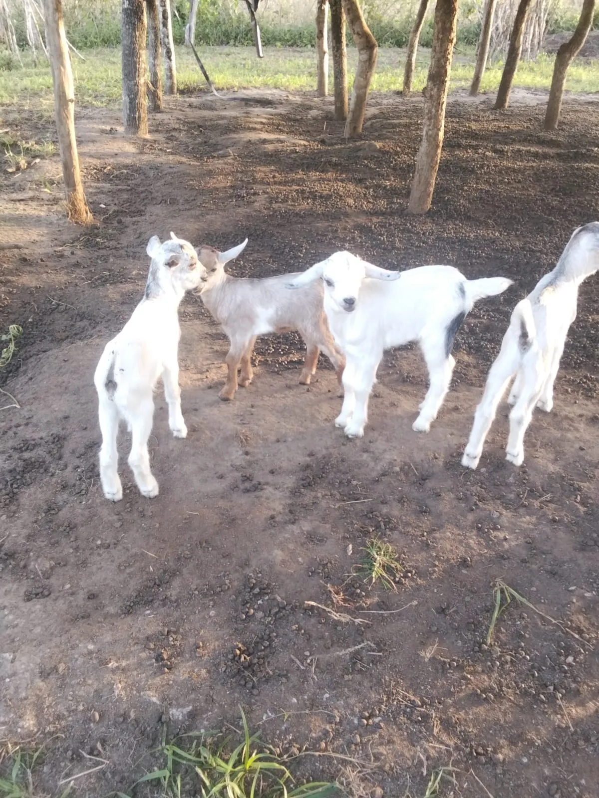 Young goats standing together in the farm yard