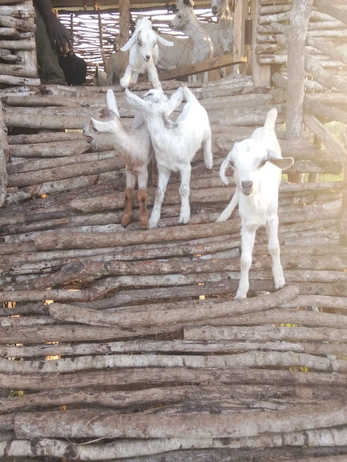 Young goat kids resting inside the goat house
