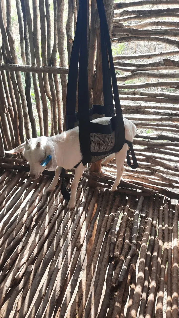 A white young goat standing in the weighing sling with a blue ear tag visible
