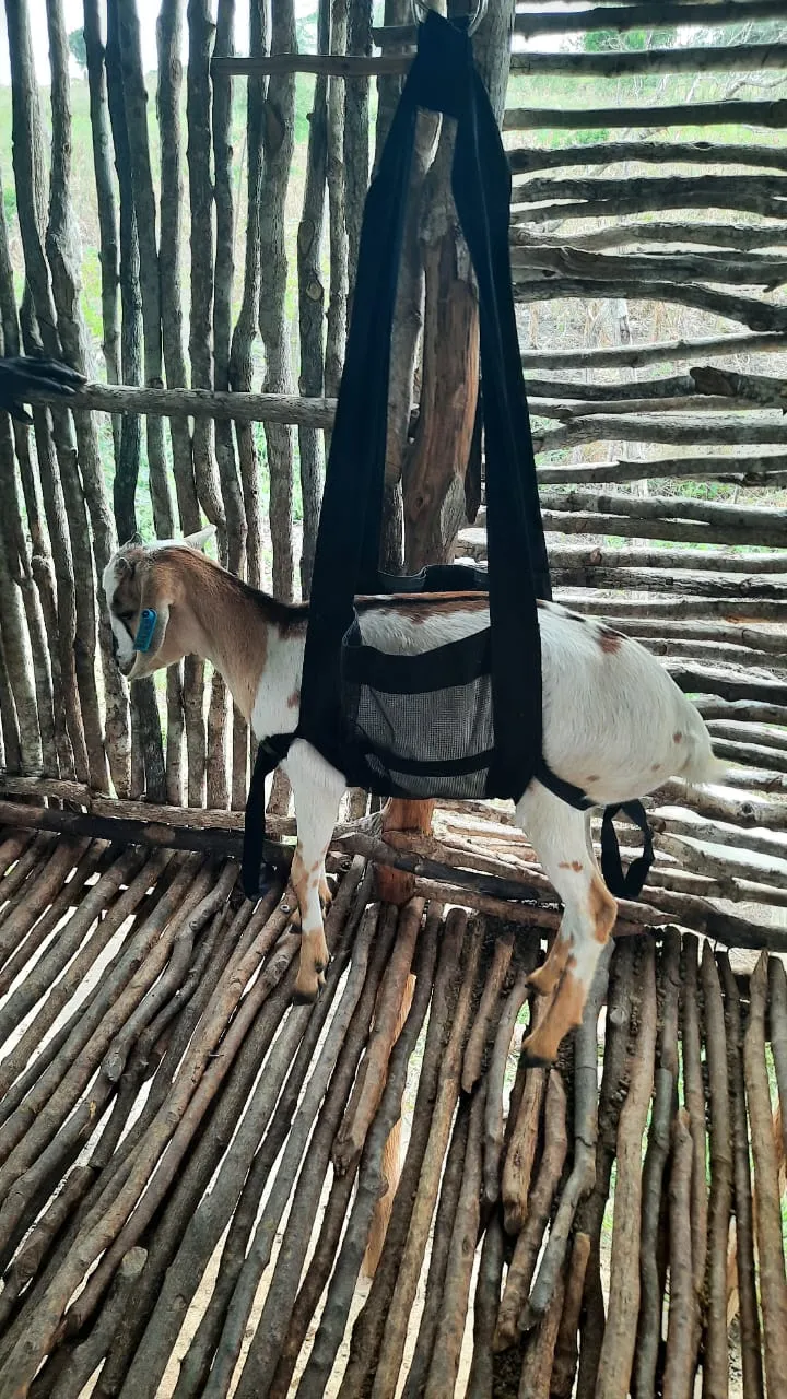 A brown-and-white goat standing in the weighing sling