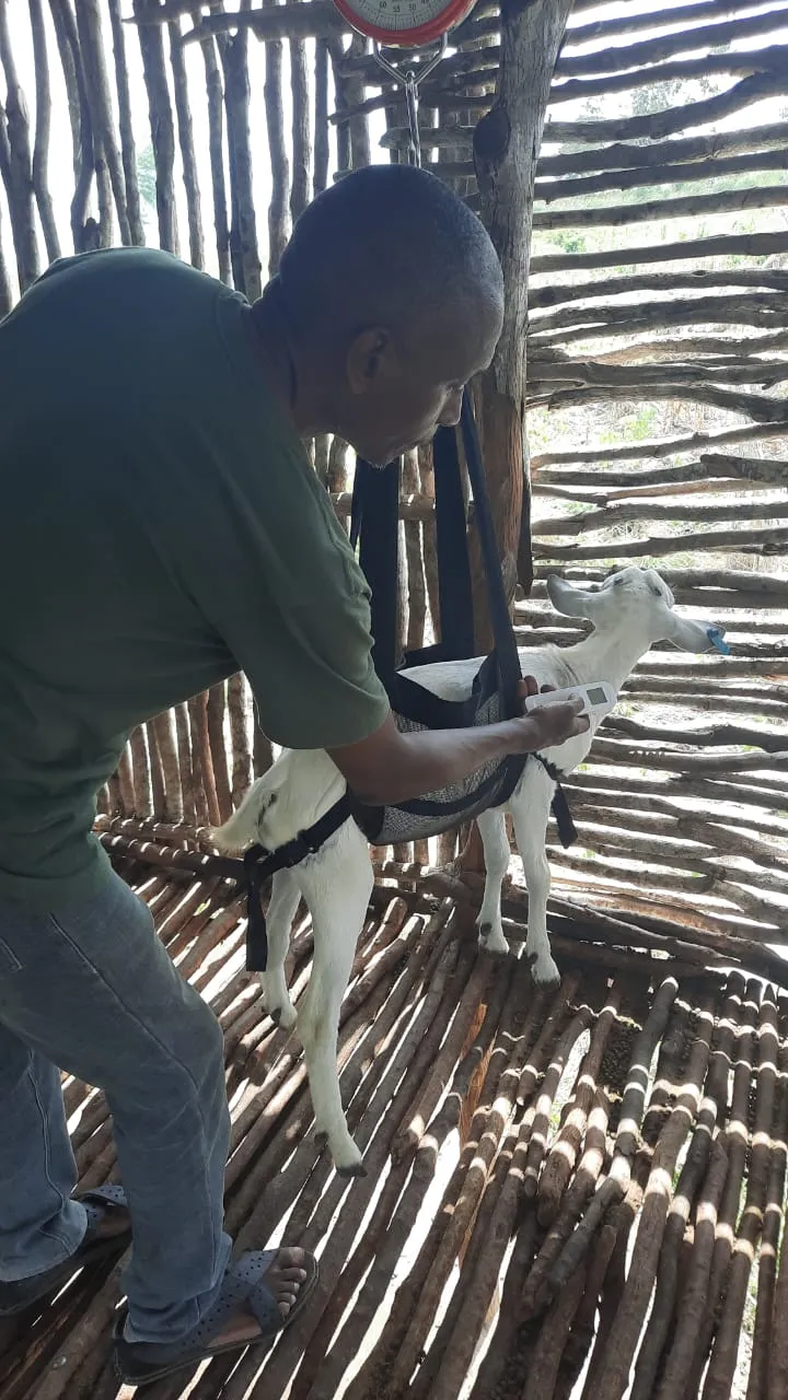 A person steadying a tagged goat in a sling beneath the hanging scale