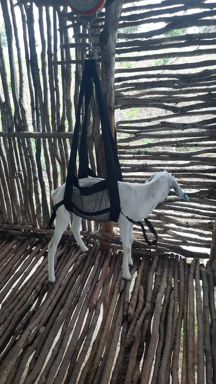 A white goat standing calmly in the weighing sling