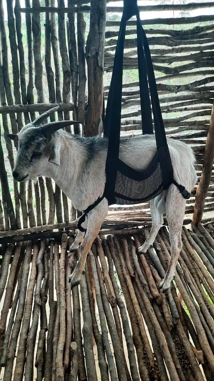 A horned grey goat positioned in the weighing sling
