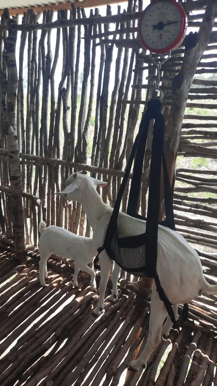 Two tagged goats beside the weighing sling during the onboarding activity