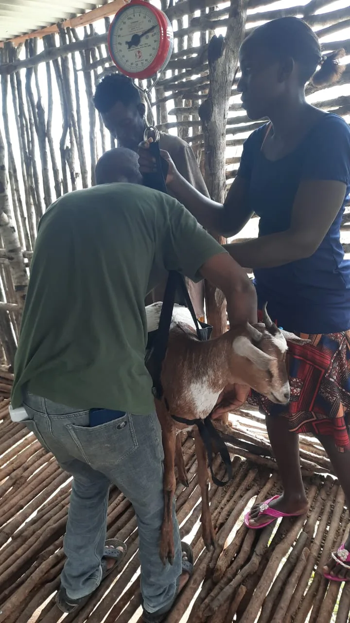 People positioning a goat in a weighing sling during KFI onboarding