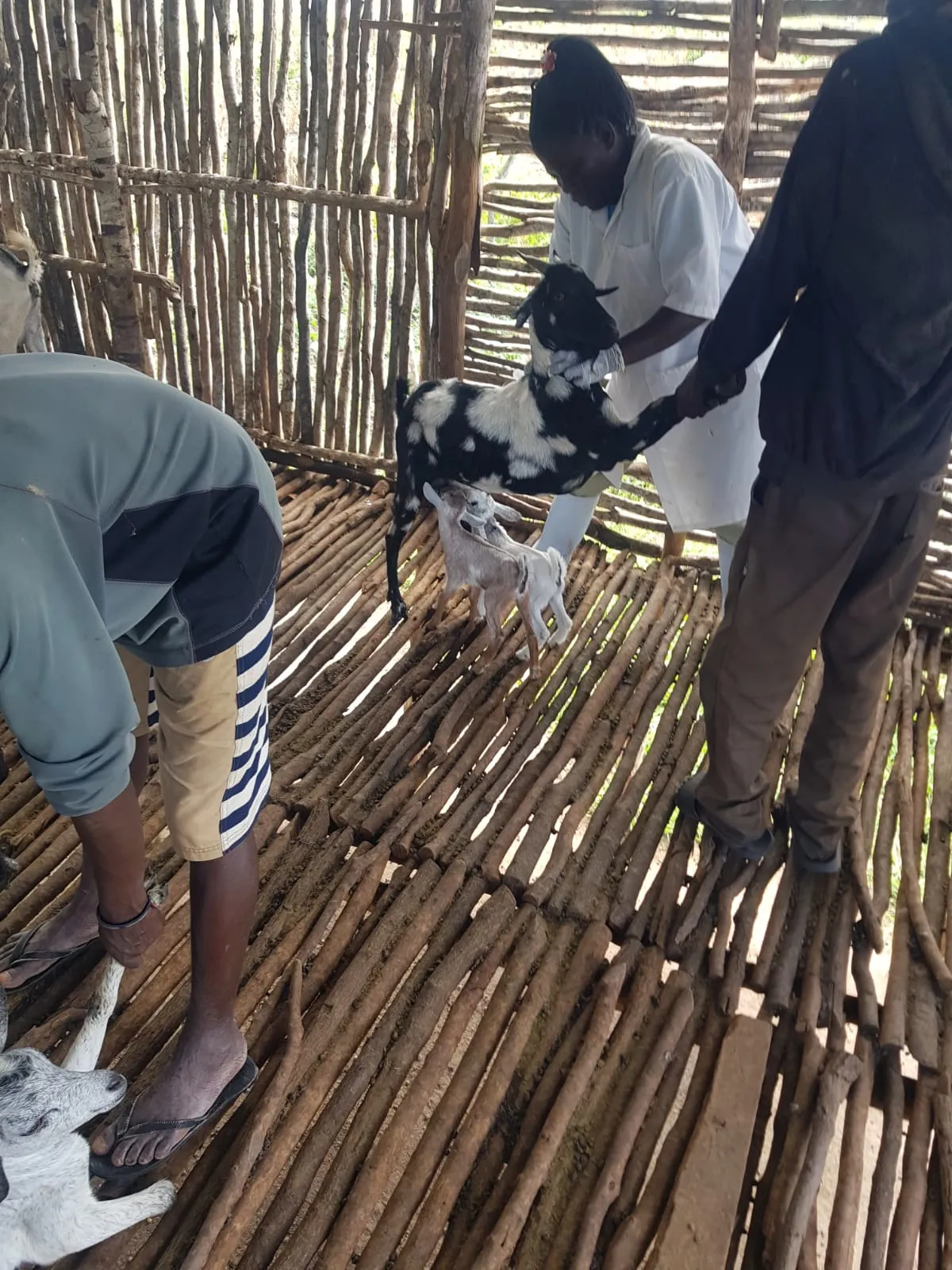 Veterinary work underway among goats inside the goat house
