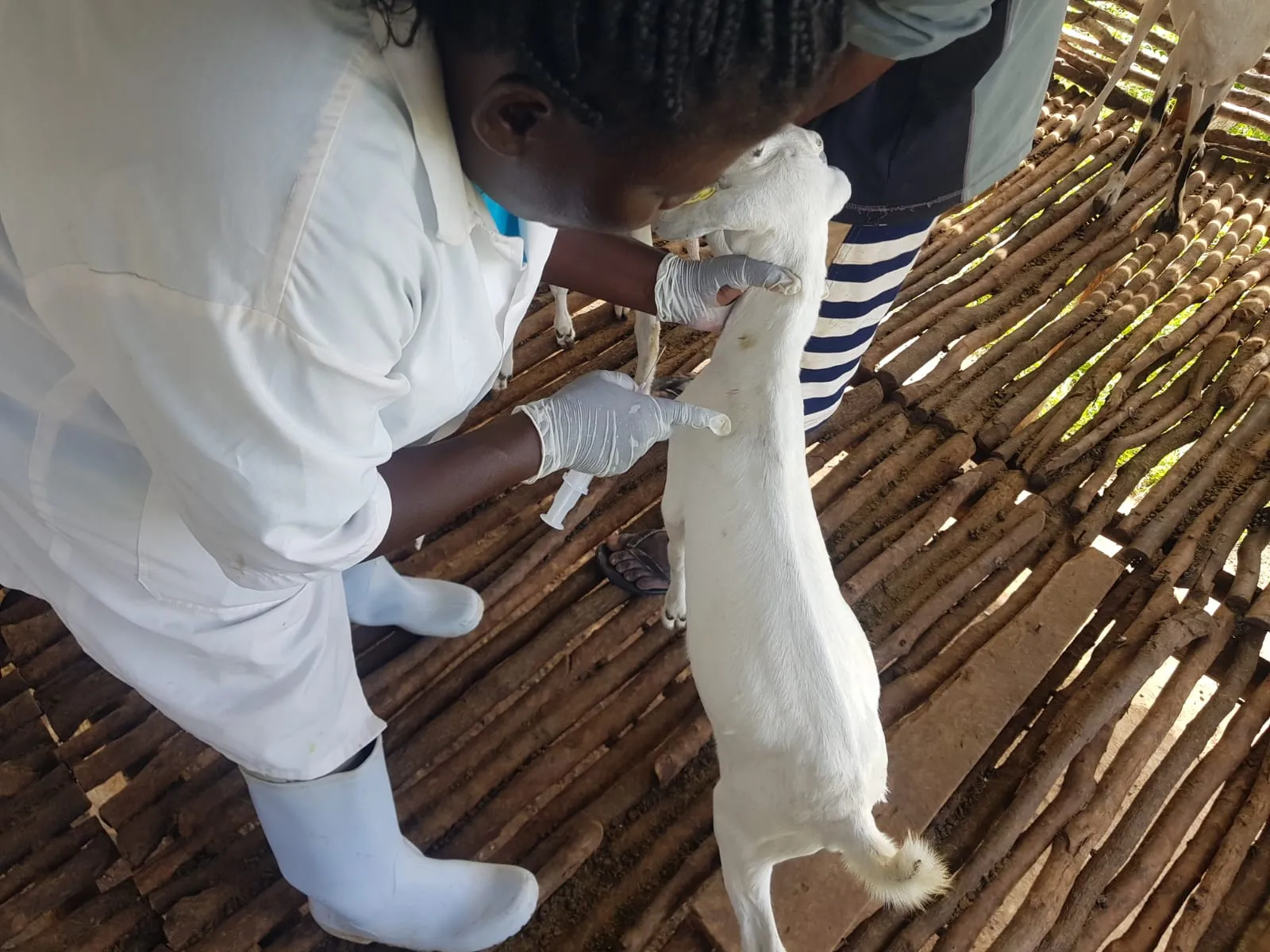 A veterinarian closely examining a goat held inside the goat house