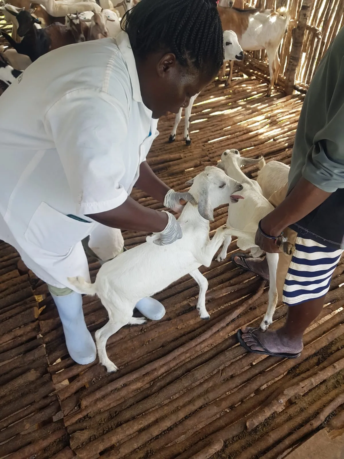 A young goat being examined near the floor of the goat house