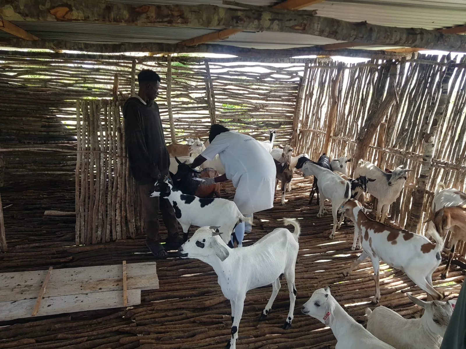 Veterinarian examining a goat inside the goat house